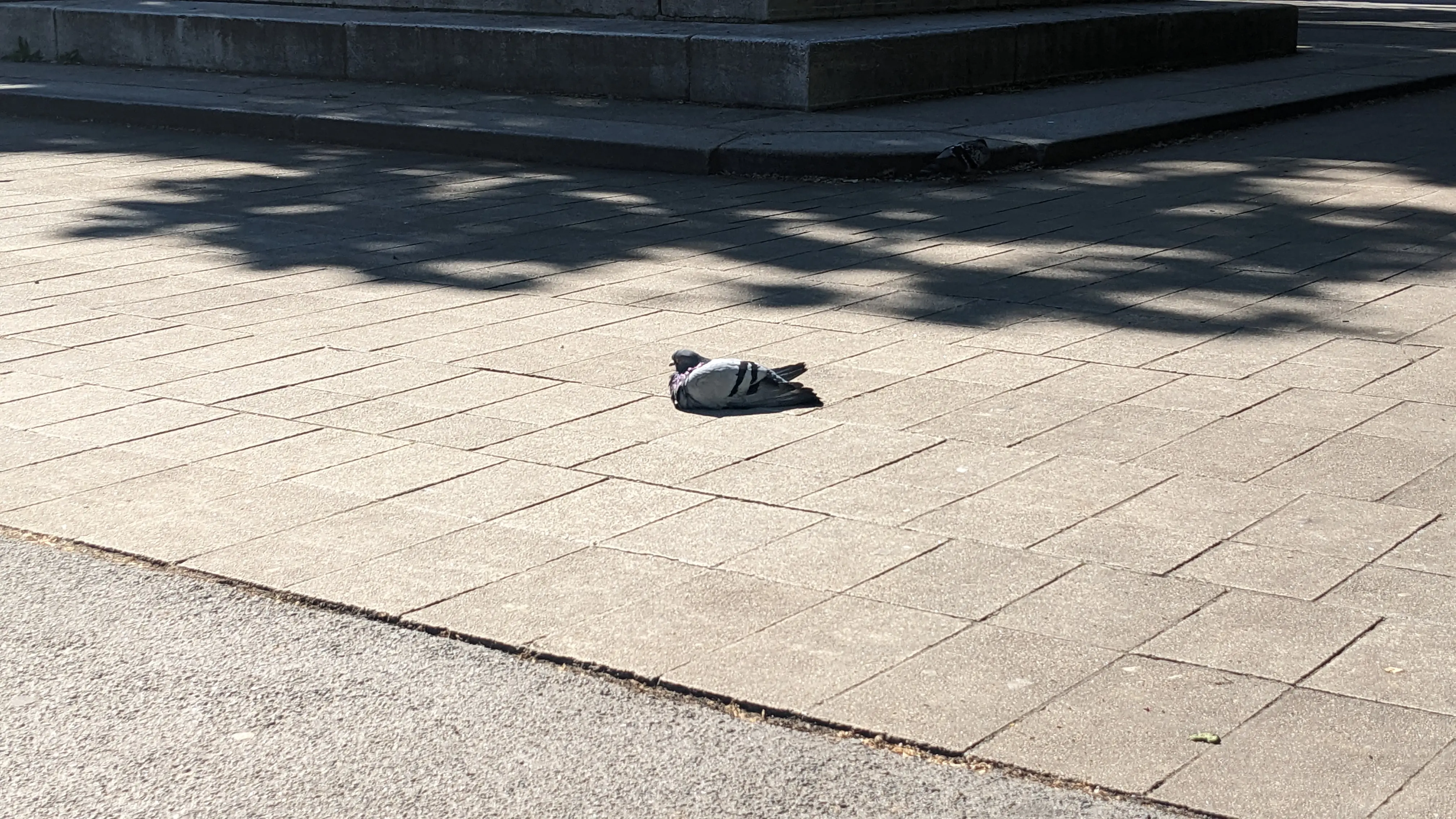 A bird sitting on the pavement