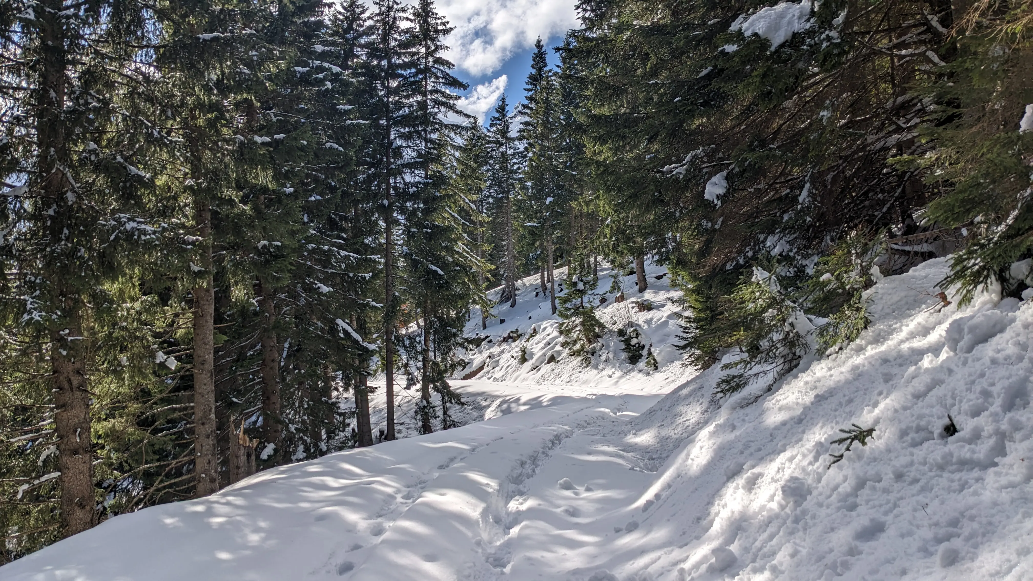 Snowy trail