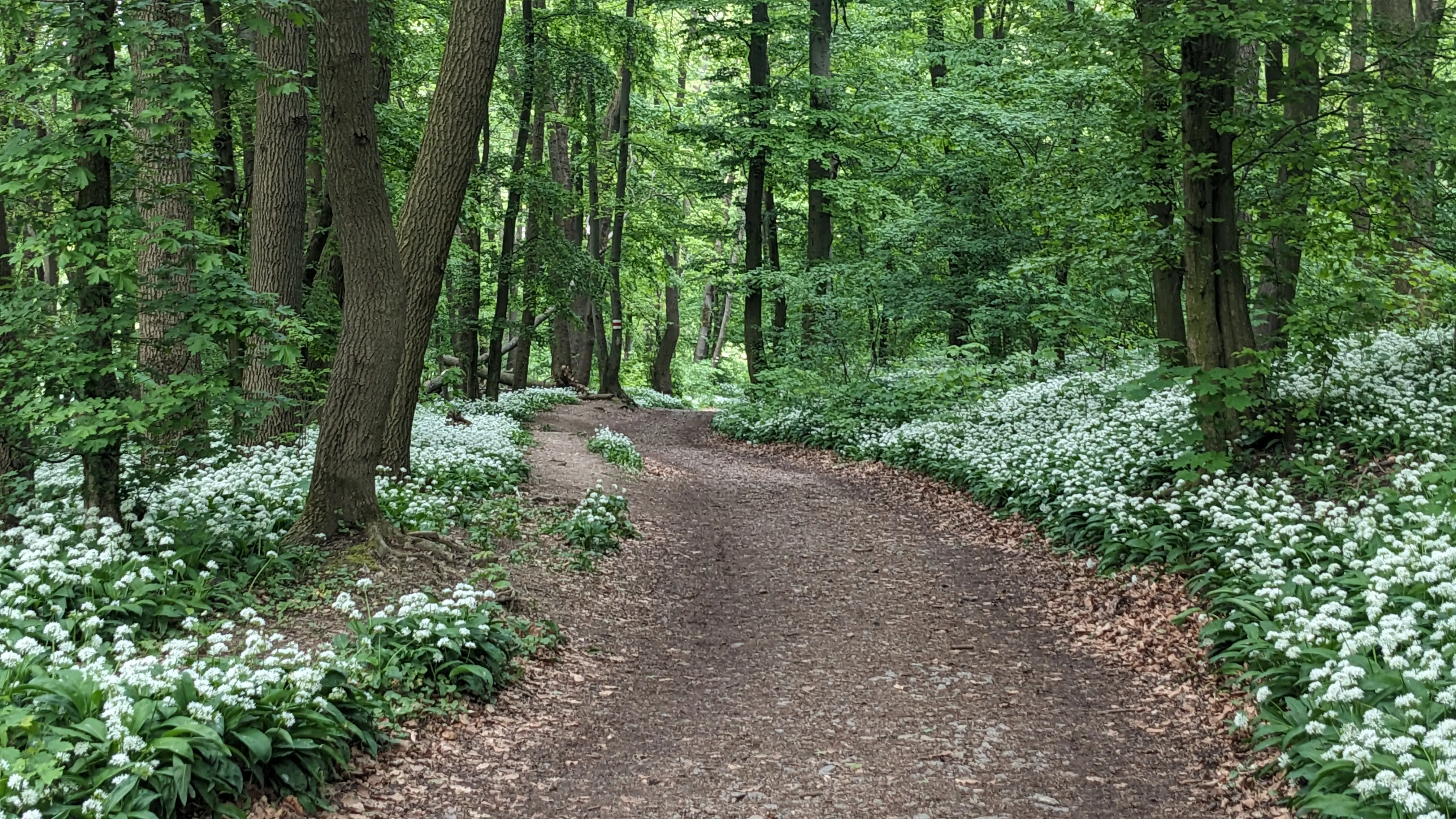 A path lined with white flowers