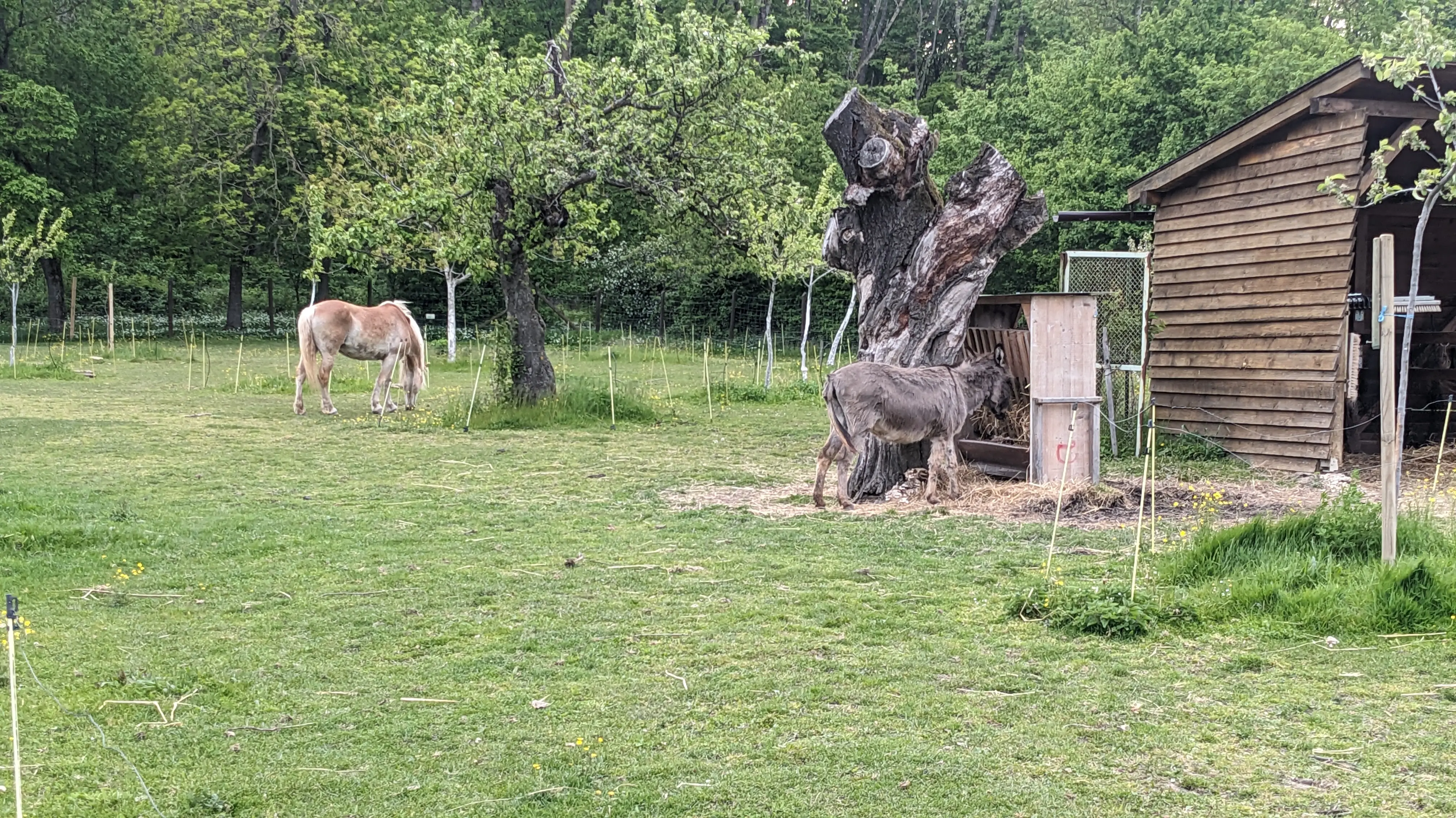 A horse and a donkey in an enclosure